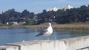 LakeMeced
