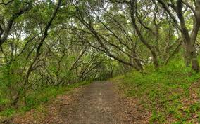 junipero-serra-park
